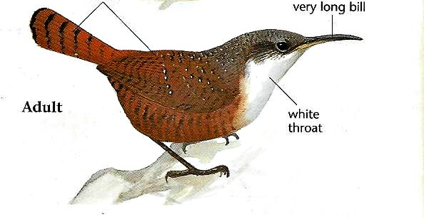 canyon wren - types of wrens found in north america