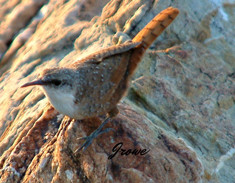 canyon wren - types of wrens north america