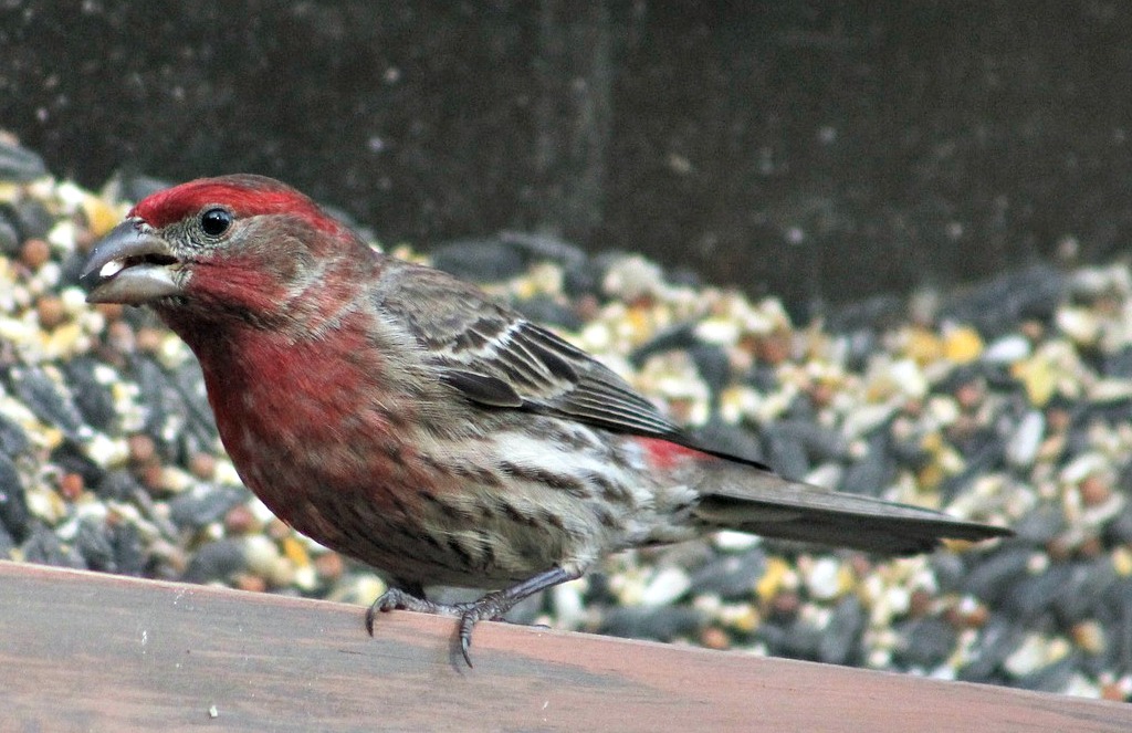 House Finch - red birds north america