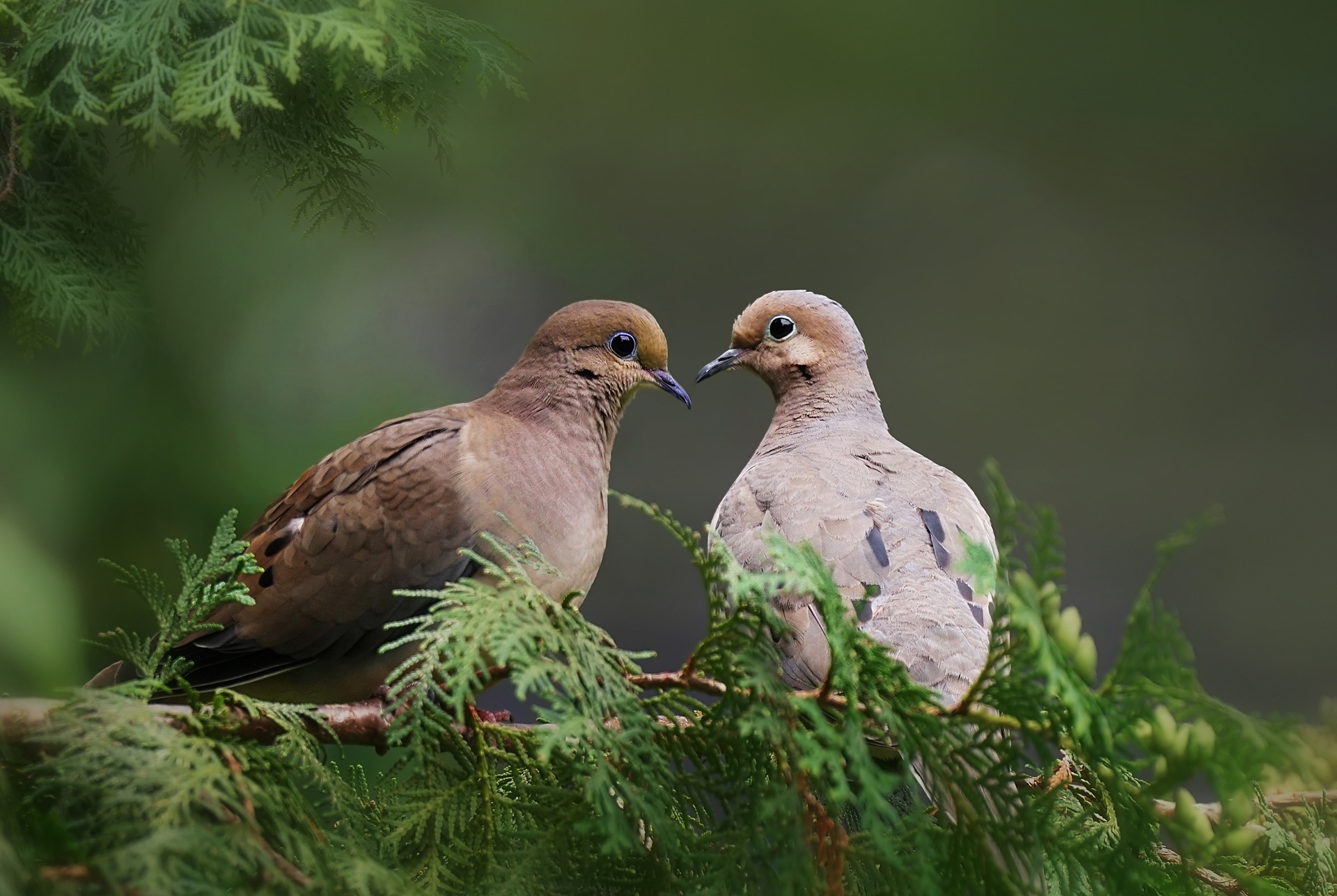 mourning doves - amazing facts about mourning doves