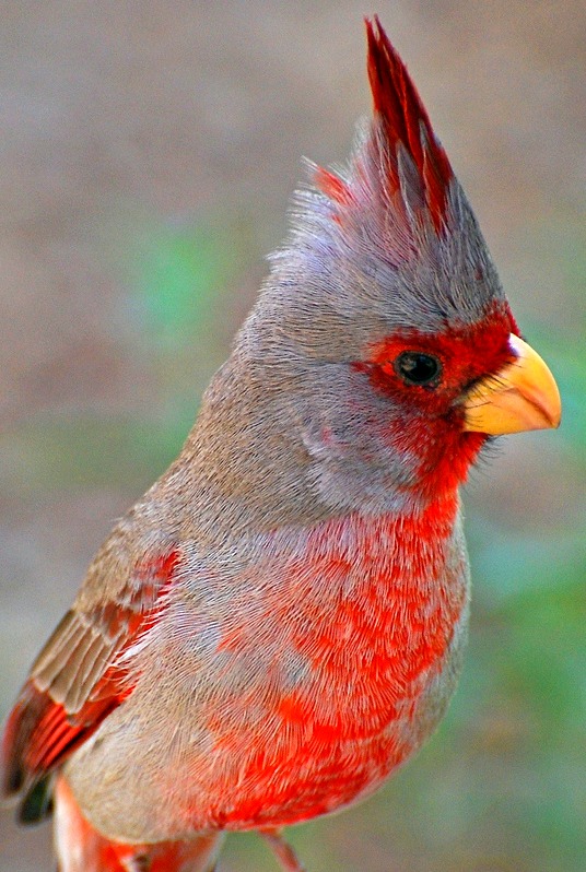 Pyrrhuloxia - red bird north america