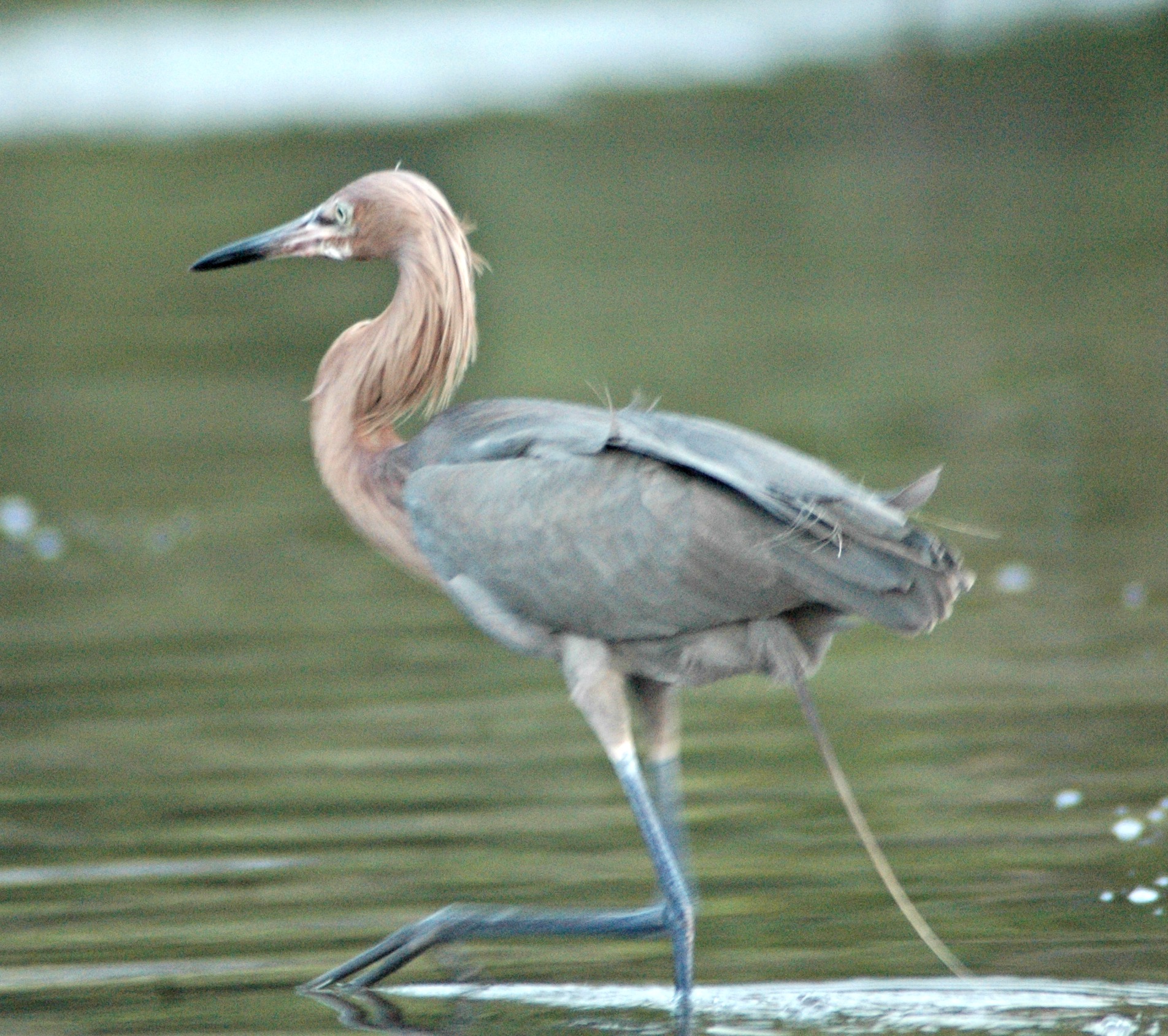 tricolored heron - what is a green heron