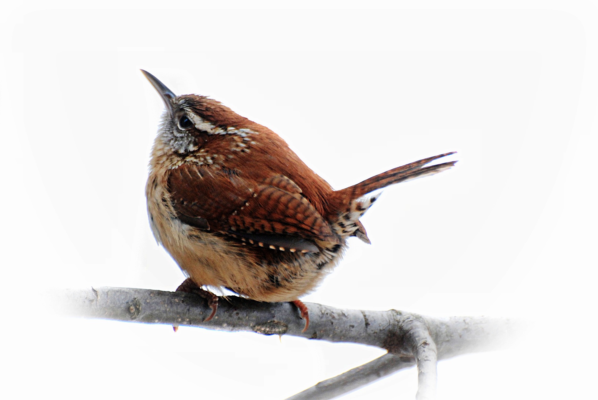 bewick's wren - types of wrens found in north america