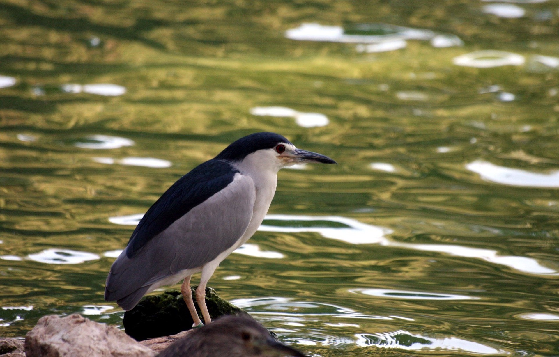 black crowned night heron - what is a green heron