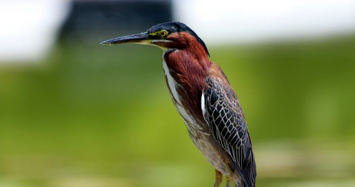 green heron - what is a green heron
