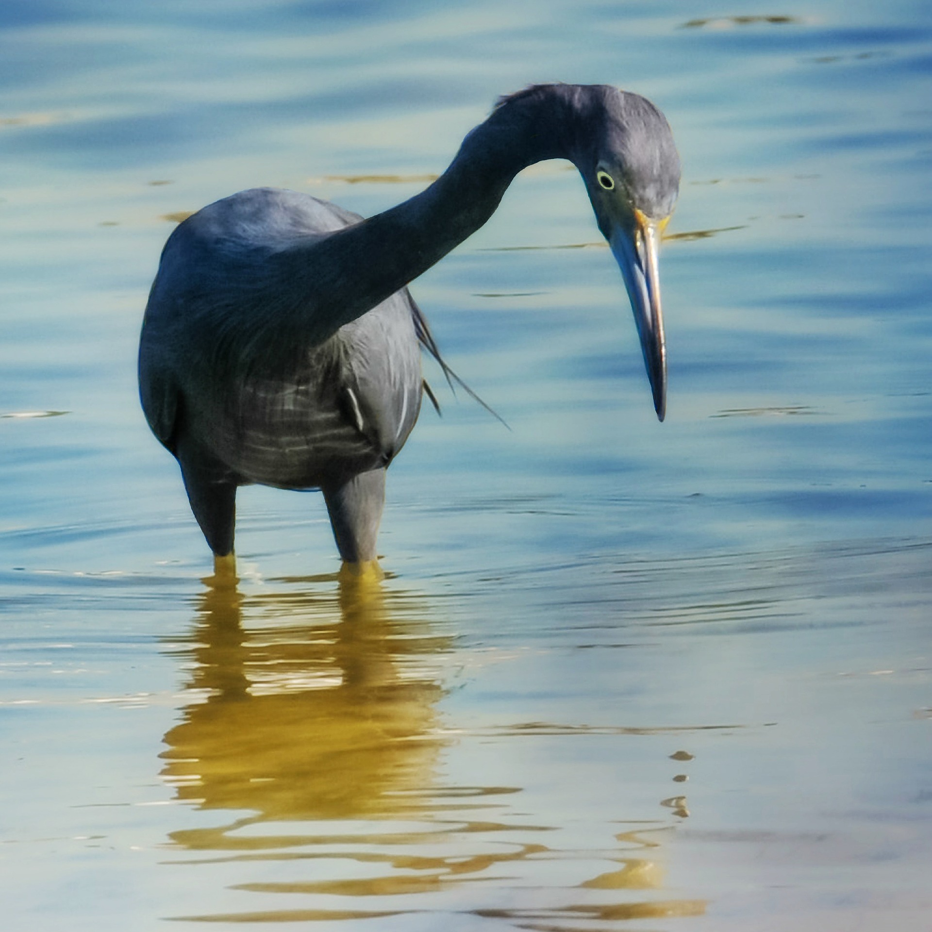 little blue heron - what is a green heron