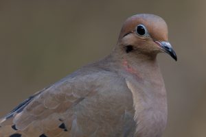 mourning dove - amazing facts about mourning doves