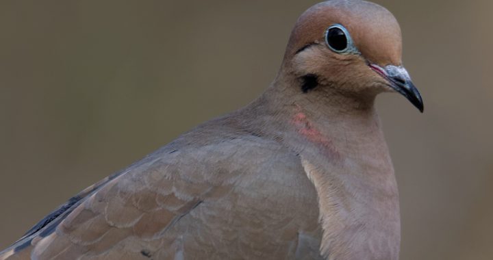 mourning dove - amazing facts about mourning doves