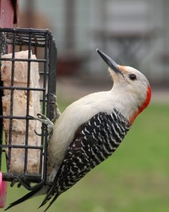 female red-bellied woodpecker - red bellied woodpecker facts
