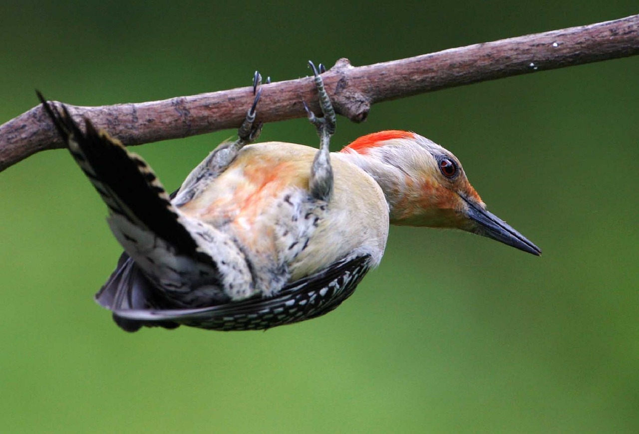 red bellied woodpecker - red bellied woodpecker facts