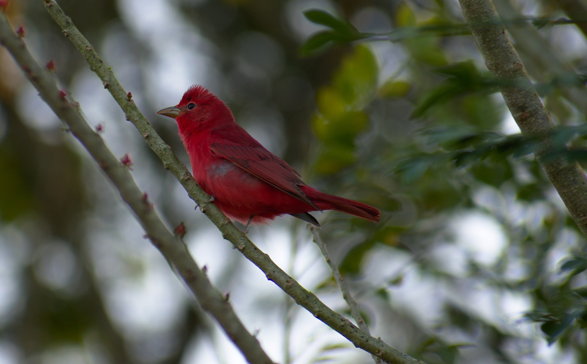 summer tanager - red birds north america