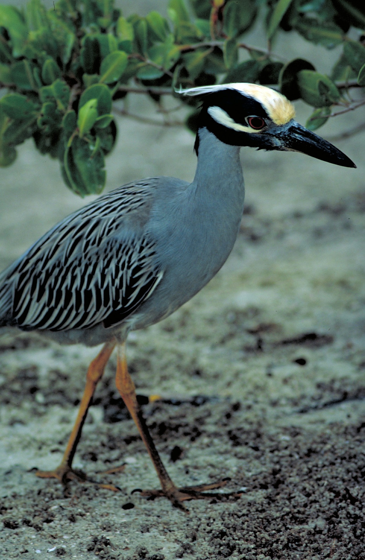 yellow crowned night heron - what is a green heron