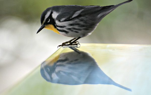 black and white warbler - fall bird migration