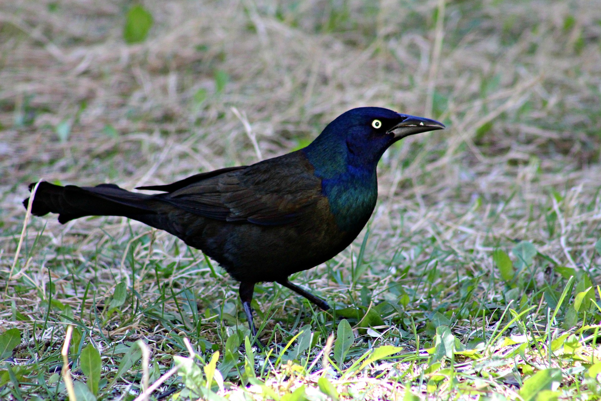 common grackle - do blackbirds migrate