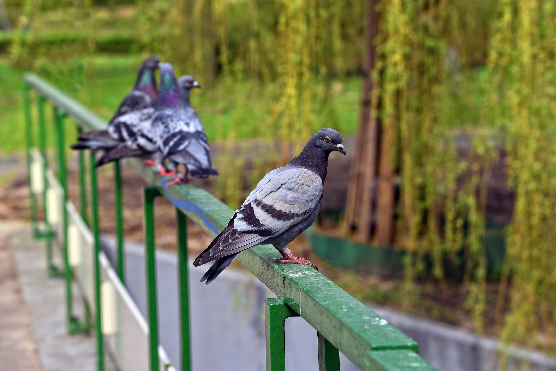 pigeons on railing- 6 effective ways to get rid of pigeons