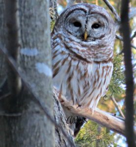 barred owl - where are barred owls