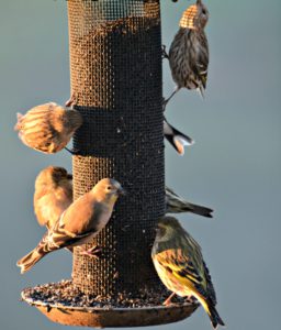 Pinesiskin - birds in winter