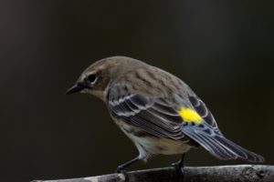 Yellow-rumped Warbler - birds in winter