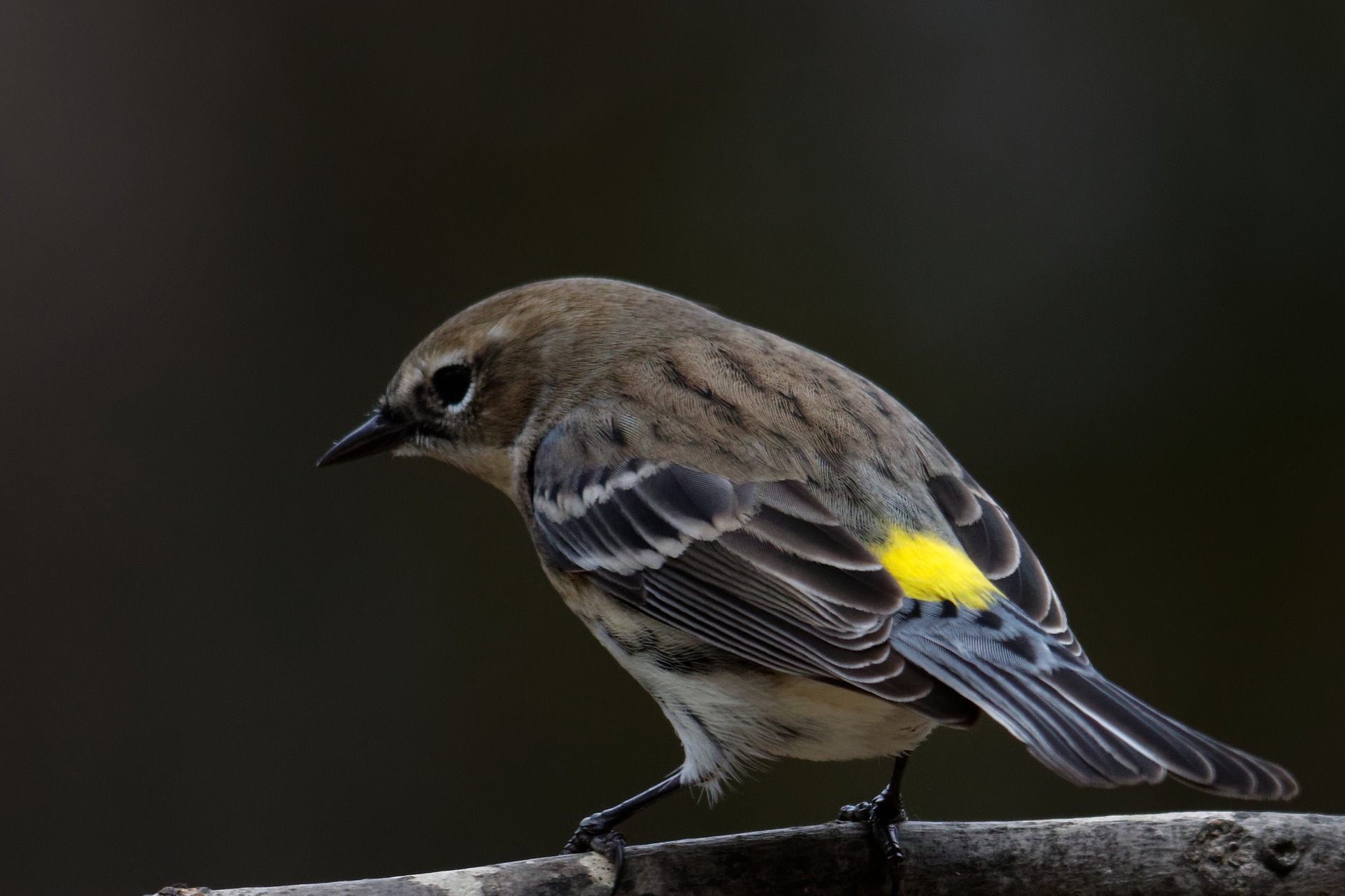 Yellow-rumped Warbler - birds in winter