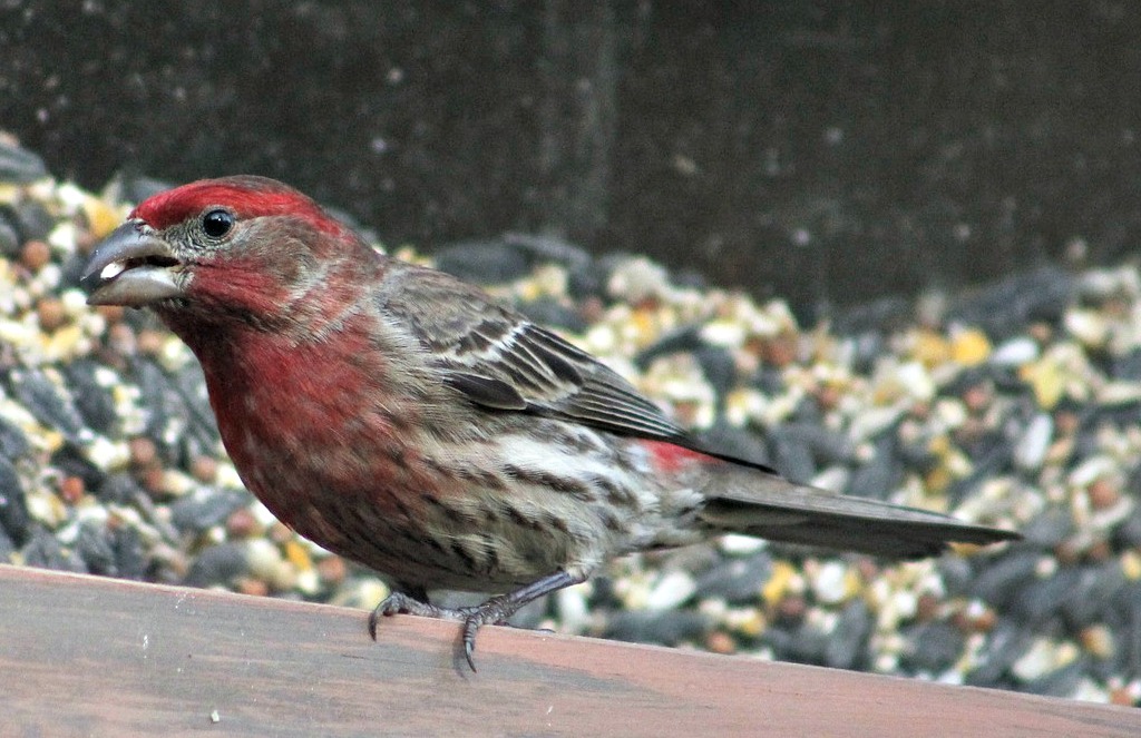 house finch male - purple finch or house finch - how to tell the difference