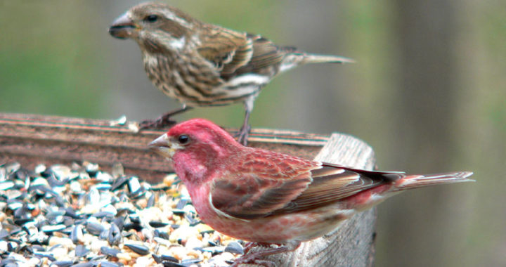 purple finch or house finch - how to tell the difference