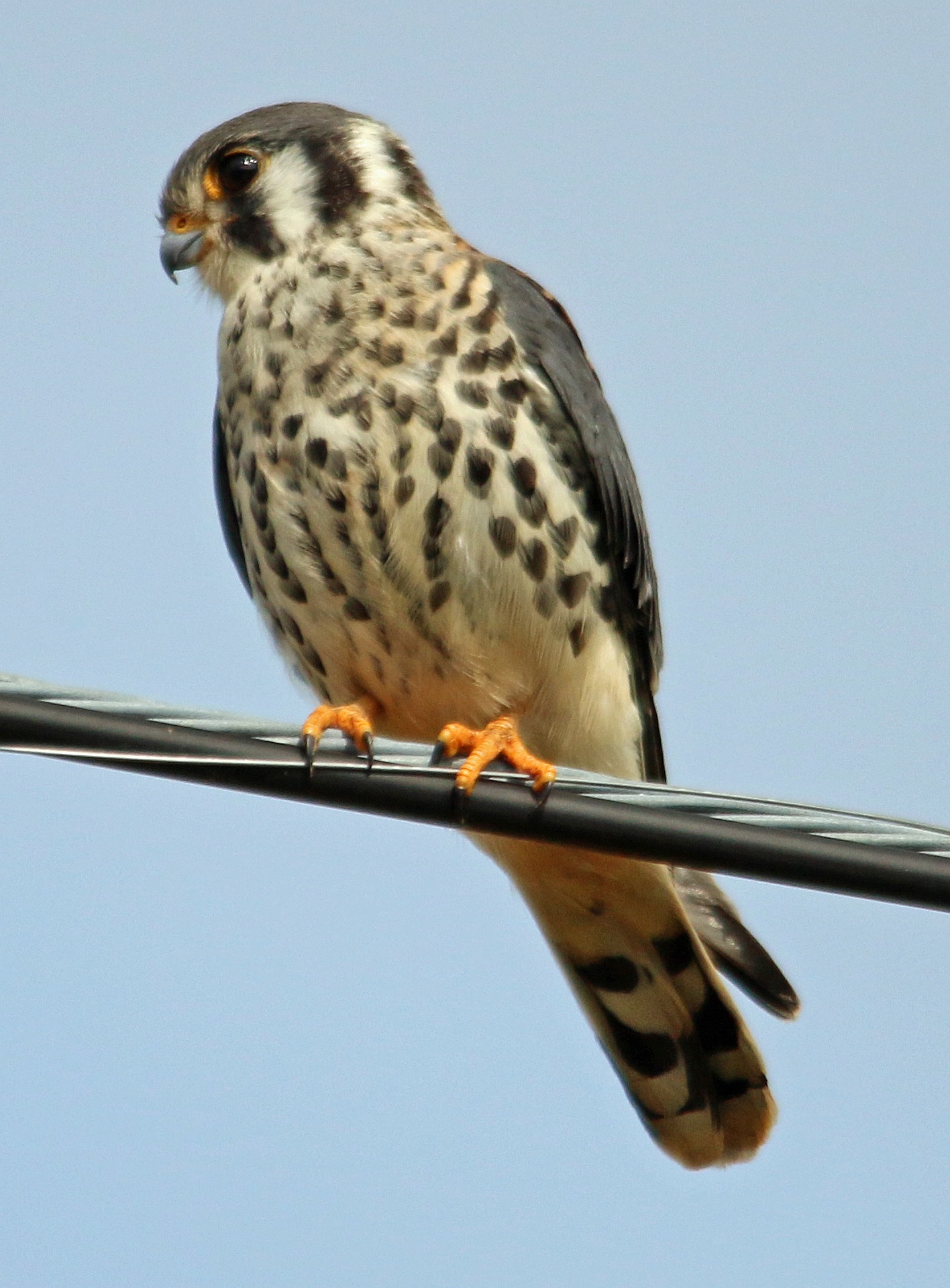 Kestrel - what is a kestrel