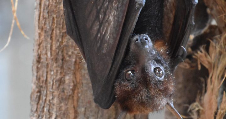 bat - 10 interesting facts about bats